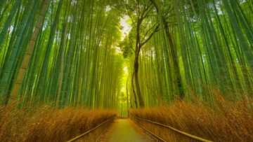 path through the Arashiyama bamboo grove, Kyoto, Japan