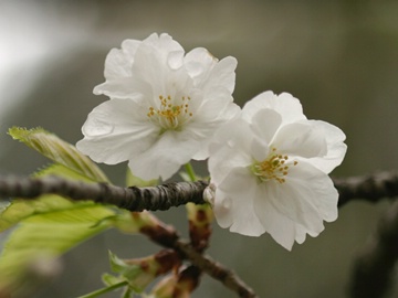 Sakura zst03072