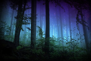 violet forest, fog