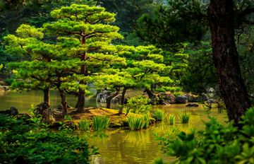 Japanese garden with pines in a pond, Kinkaku-ji, Kyoto, Japan