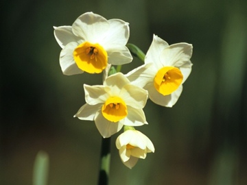 241b daffodil