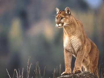 PLUS cougar wallpaper from Win98