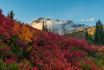 clouds hover in front of Mount Rainier, red huckleberry in foreground, Washington, USA