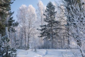 sparse rural area with white frost by Privolzhsky Settlement, Nekrasovsky District, Russia