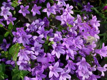 1116255513490 violet flowers