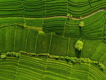 aerial view of green rice fields, Bali, Indonesia