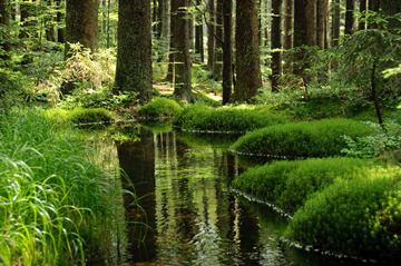 brook, mossy forest in NP ern jezero, umava (original)