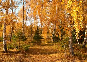 autumn birches, small spruce trees