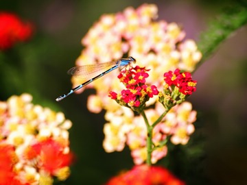 dragonfly on a flower
