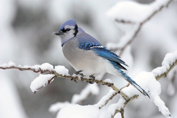 blue jay on a snow-covered twig