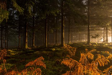 (z) Bracken Beams; autumn morning god rays in forest near Aberfoyle, Scotland by keith muir (fixed perspective)