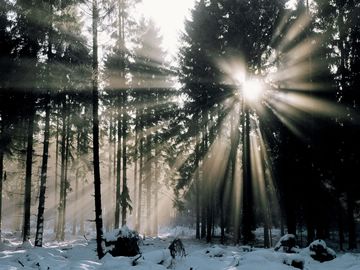 91 winter forest with god rays
