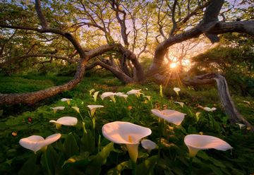 Sun shining through tree, white calla lily