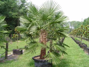 palm Specimen Windmill Palm 1