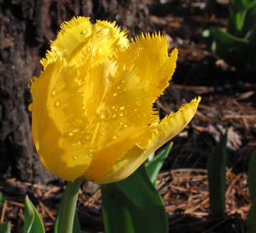 yellow fringed tulip