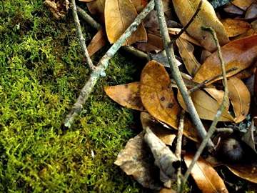 twigs, leaves and moss