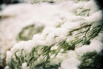 branch with snow