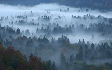 mixed forest in mist, Fssen, Bavaria, Germany