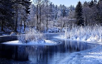 winter river with reed
