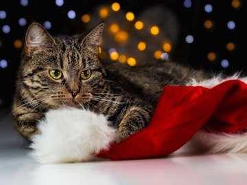 cat and a Santa hat