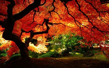 (z) Japanese Maple in Autumn, Washington Park, Portland, Oregon, USA