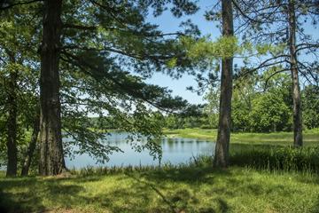 pines overlooking Meadow Lake in Morton Arboretum, Northern Illinois