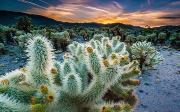 Cholla Cactus Garden, Joshua Tree NP, California, USA