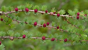 (z) Tamarack branches with cones in Newfoundland and Labrador, Canada (extended)