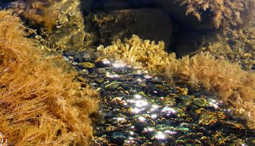 sparkly cave river, algae