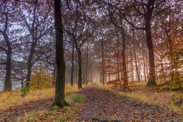 trail into reddish autumn forest
