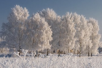 birches heavily covered in rime, Privolzhsky Settlement, Nekrasovsky District, Russia