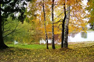 conifer, autumn birches in front of pond in Zakharovo, Ramensky District, Moscow Oblast, Russia