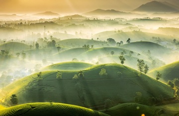 god rays over the Long Coc Tea Hills, Vietnam