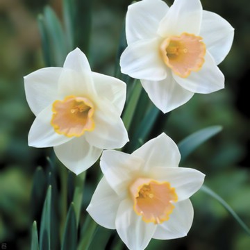 Daffodil 'Salome' 1