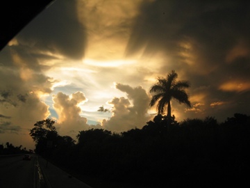 golden-palm-sunset