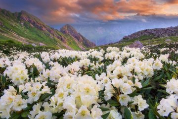 Rhododendrons, Alaniya NP, North Ossetia