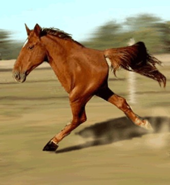 1149879954324 a two-legged horse