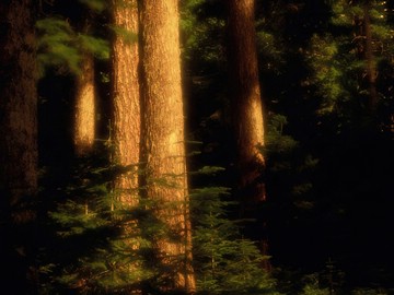 old-growth forest, Hood River County, Oregon, USA