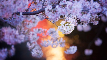 cherry blossoms by the Meguro River, Tokyo, Japan