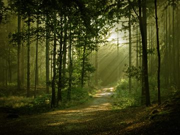 forest path with god rays, Jim Corbett NP, Uttarakhand, India