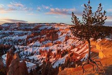 ancient bristlecone pine overlooking late winter Bryce Canyon in the morning, Utah, USA