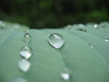 dew drops on broad leaf