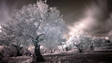IR trees in a park