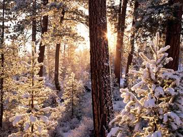 starburst through snow-covered ponderosa pines, Fremont National Forest, Oregon, USA
