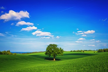 solitary tree in the field