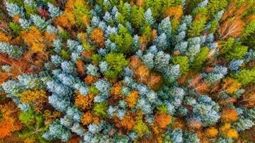 Hunsrck Hochwald, aerial view of mixed autumn forest near Deuselbach, Erbeskopf recreation area, Rhineland-Palatinate, Germany