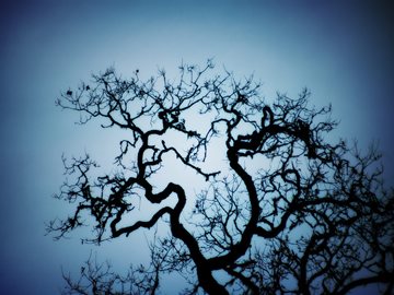 curly leafless tree against blue sky