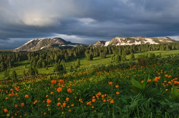 orange trollius flowers near Manzherok, Altai Mountains, Russia