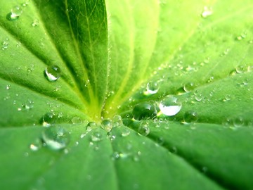 Linsta; leaf with dew (macro)