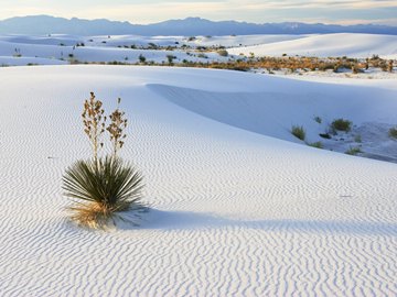 26 white desert, yucca plant
